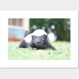 Baby honey badger Posters and Art